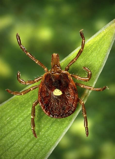 Red Meat Allergies Caused By Lone Star Tick Bites Are Increasing