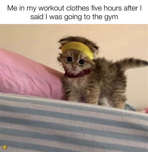 Morning Wake Up Call Fresh Animal Memes Funny Cat Memes Cat Memes