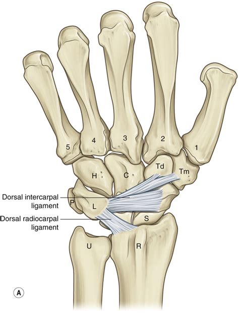 Schematic Diagram Of Dorsal Extrinsic Wrist Ligaments