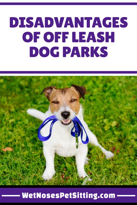 Dogtopia of fort collins's fully equipped and stylish spa will have your dog feeling squeaky clean, smelling fresh and looking like a million bones. The Disadvantages of Off Leash Dog Parks | Dog park, Dog leash, Dog care