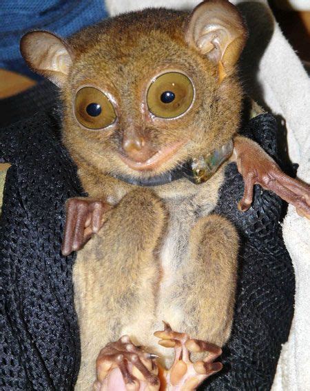 This Beady Eyed Little Primate Called A Tarsier Could Well Have