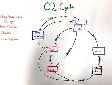 Easy Carbon Cycle Diagram Lordryte