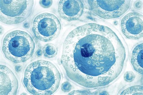 Stem Cells Sources Types And Uses