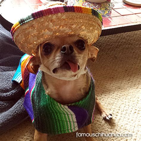 Funny Pictures Of Chihuahuas Wearing Mexican Sombreros