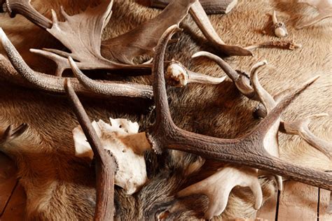 Antlers Free Stock Photo Public Domain Pictures