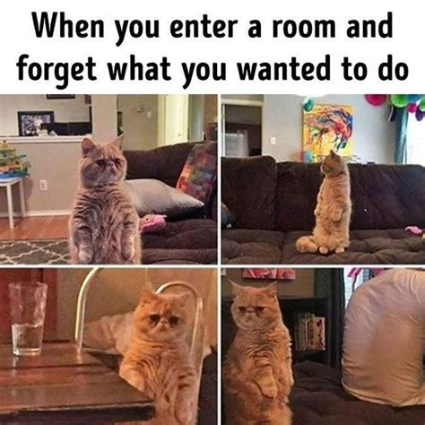Top 19 Funny Cat Memes That You Can Relate To