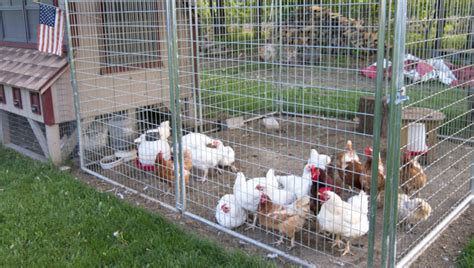 Cdc Declares Salmonella Outbreak Linked To Backyard Poultry Over Ava360 Entertainment Community