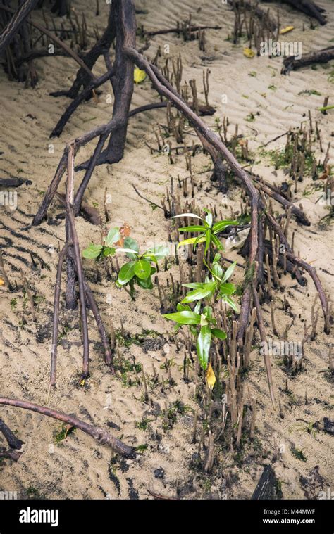 Mangrove Roots Pneumatophores Stock Photo Alamy