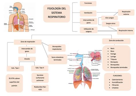 Fisiología Del Sistema Respiratorio Progresiva Acolla Udocz