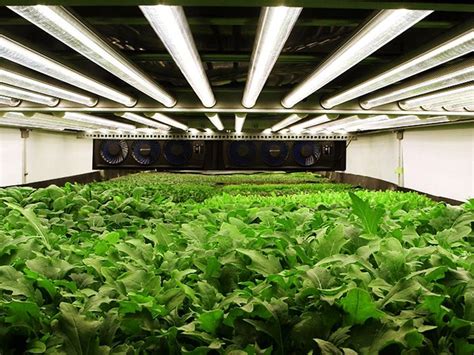 Whats The Deal With Aeroponic Farming Self