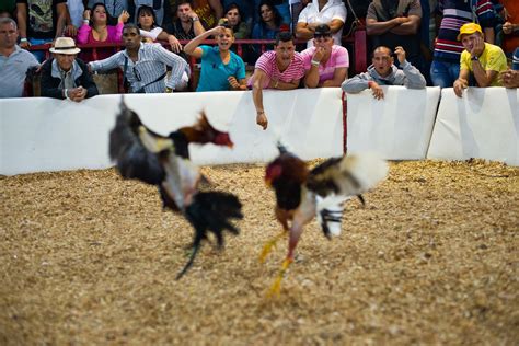 Cockfighting Has Deep Roots In Cuba The Washington Post