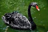 Black Swan HD Wallpaper | Background Image | 2048x1360 | ID:795815 ...