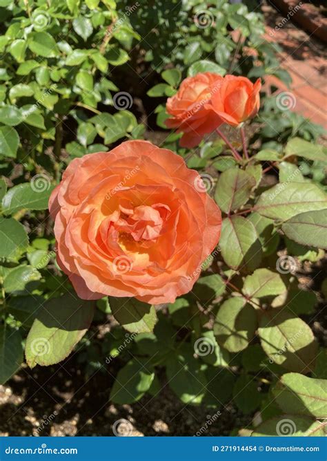 Orange Garden Roses Stock Photo Image Of Beauty Gentle 271914454