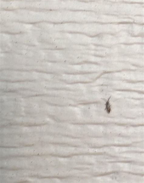 These Little Bugs About 1mm With Antenna Appeared On My Bathroom