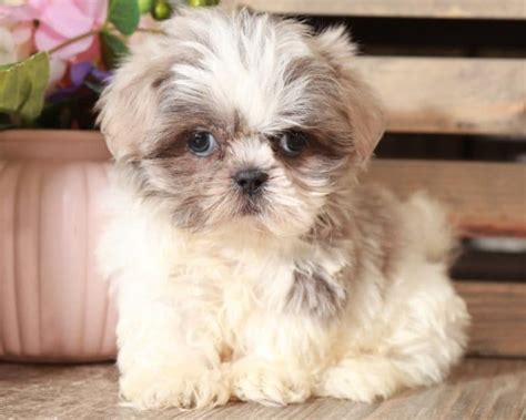 Colby Perfect Bluelavender Imperial Shih Tzu Puppies Online