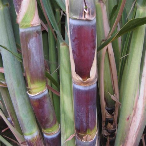 Sugarcane Farming Business Plan In Nigeria