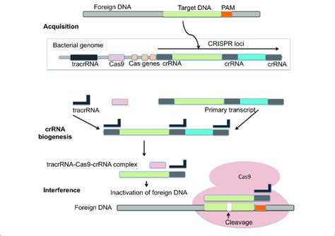 Mechanism Of Crisprcas9 Action In The Acquisition Phase Foreign Dna