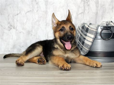 German Shepherd Dog Dog Male Black Tan 3302745 Petland Lewis Center