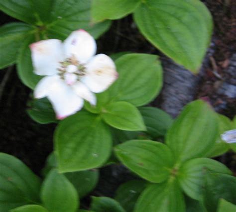 Bunchberry Cornus Canadensis