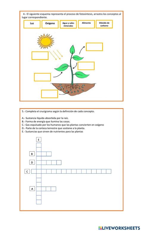 Partes De La Planta Y Qué Necesitan Para Vivir Worksheet Live Worksheets