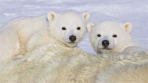 2 Cute Polar Bear Cubs Hd Desktop Wallpaper Widescreen