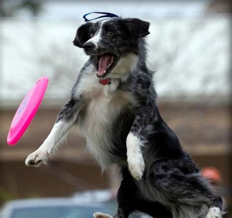 Dogs Catching Frisbees Barnorama