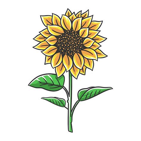 Premium Vector Sunflower Flowers With Stems And Leaves