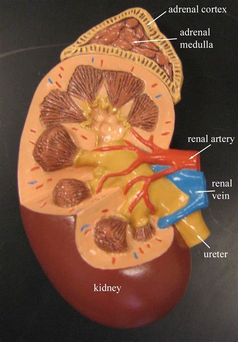 Kidney And Adrenal Model Adrenal Medulla Anatomy And Physiology