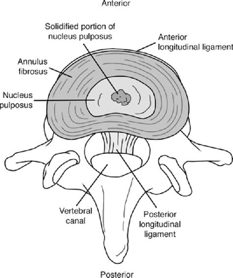 Anatomy Of Intervertebral Disc