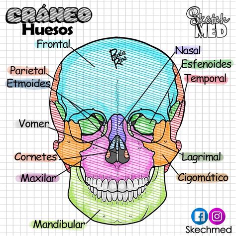 Cráneo Huesos Paola Ríos Dr Vagostektchmed Facebook E Instagram