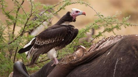 Investigating The Mystery Behind Guinea Bissaus Mass Vulture Deaths