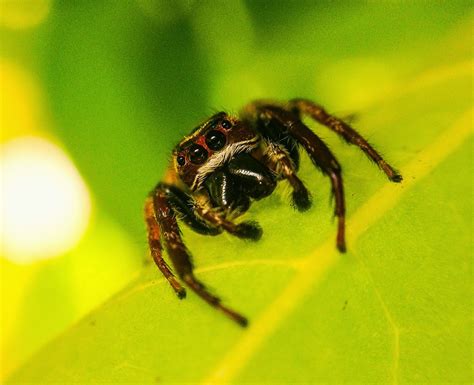 The Insect Diary Garden Jumping Spider Opisthoncus Parcedentatus