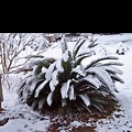 Tropical snow in SC | Snow, Photography, Tropical