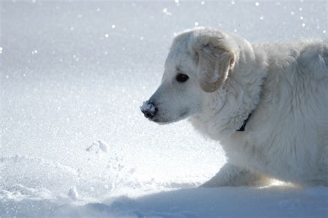 Kuvasz Dog Breed Information Pictures Characteristics And Facts Dogtime