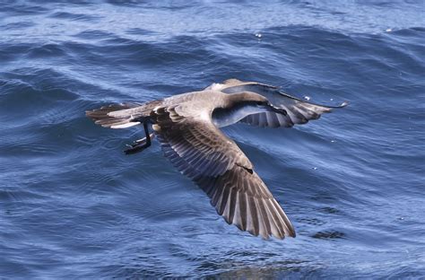 Bullers Shearwater Audubon Field Guide