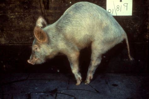 Diamond Skin Disease In Pigs Quotes Type