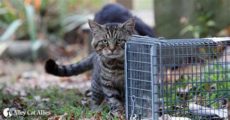 How To Trap A Feral Cat Without A Trap