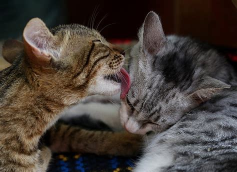 How To Introduce Cats To Each Other Without The Fuss