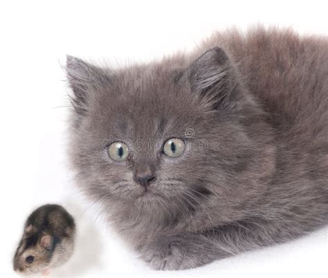 Surprised Cat Kitten With Mouse Hamster Stock Image Image Of Chase