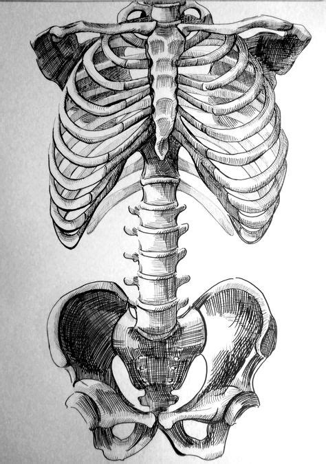 Beautiful Sketch Of The Axial Skeleton Anatomy Dibujo Anatomia