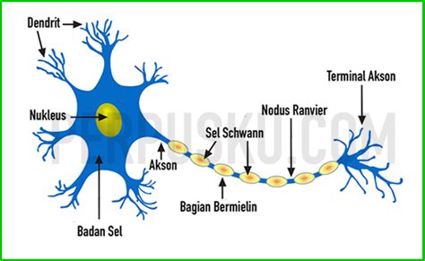 Gambar otak dan sistem saraf padamanusia. Jaringan Saraf (Nervous Tissue)