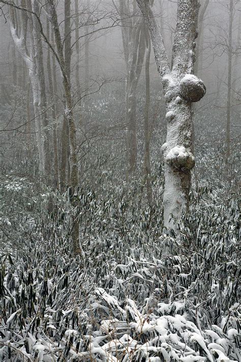 Eerie Forest Winter Photograph By John Haldane Fine Art America