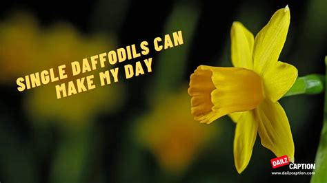Daffodil Captions And Quotes For Instagram Dailz Caption