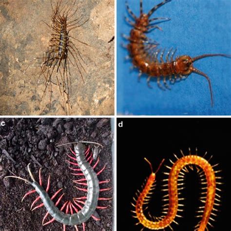 Pdf Evolution Morphology And Development Of The Centipede Venom System