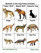Dog Family Flashcards (Canidae)