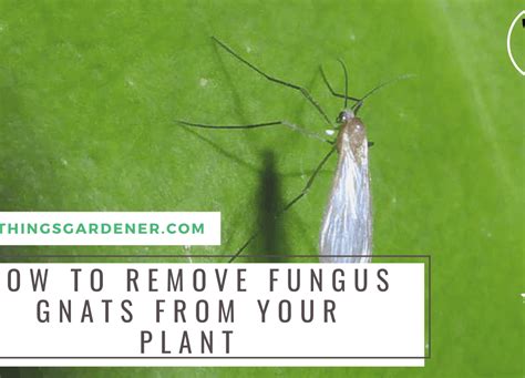 5 Superb Amazing Facts About Fungus Gnats And How To Safely Get Rid Of