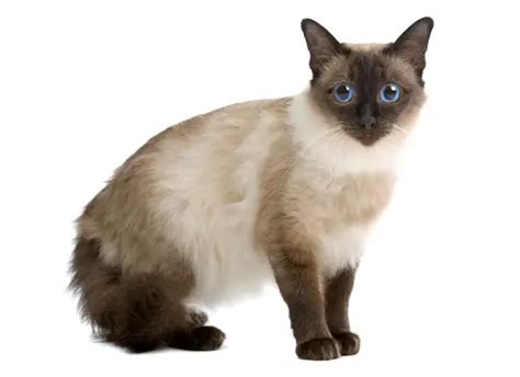 Balinese Cat Breeders And Information