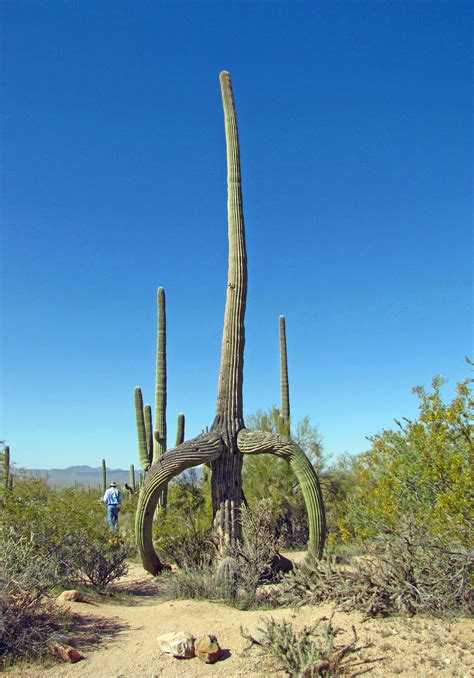 Saguaro National Park Arizona North Americas Largest Cacti Can Be