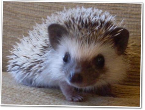 The Cutest Hedgehog In The World Hedgehog Pet Pets Cute Hedgehog