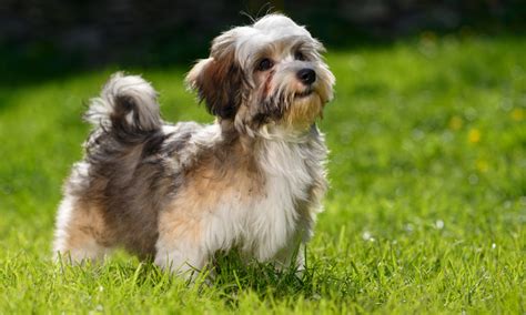 Havanese Dog Breed Native